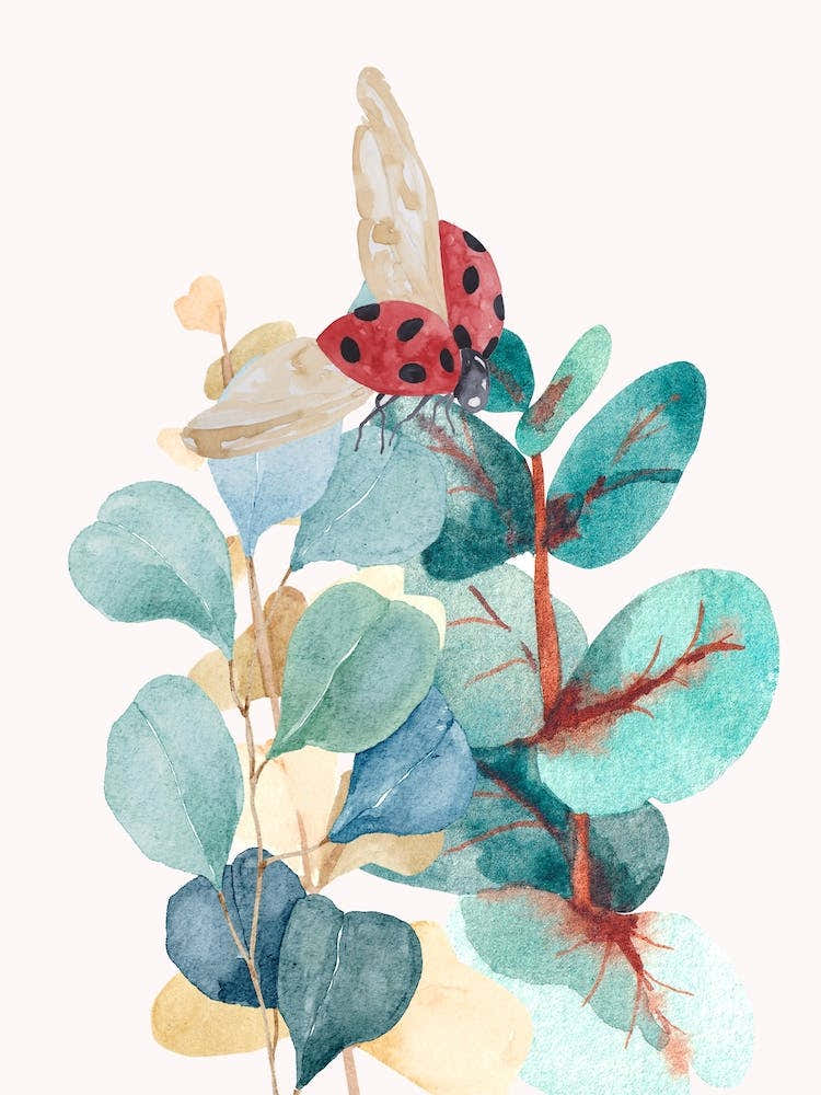 Ladybug On Eucalyptus