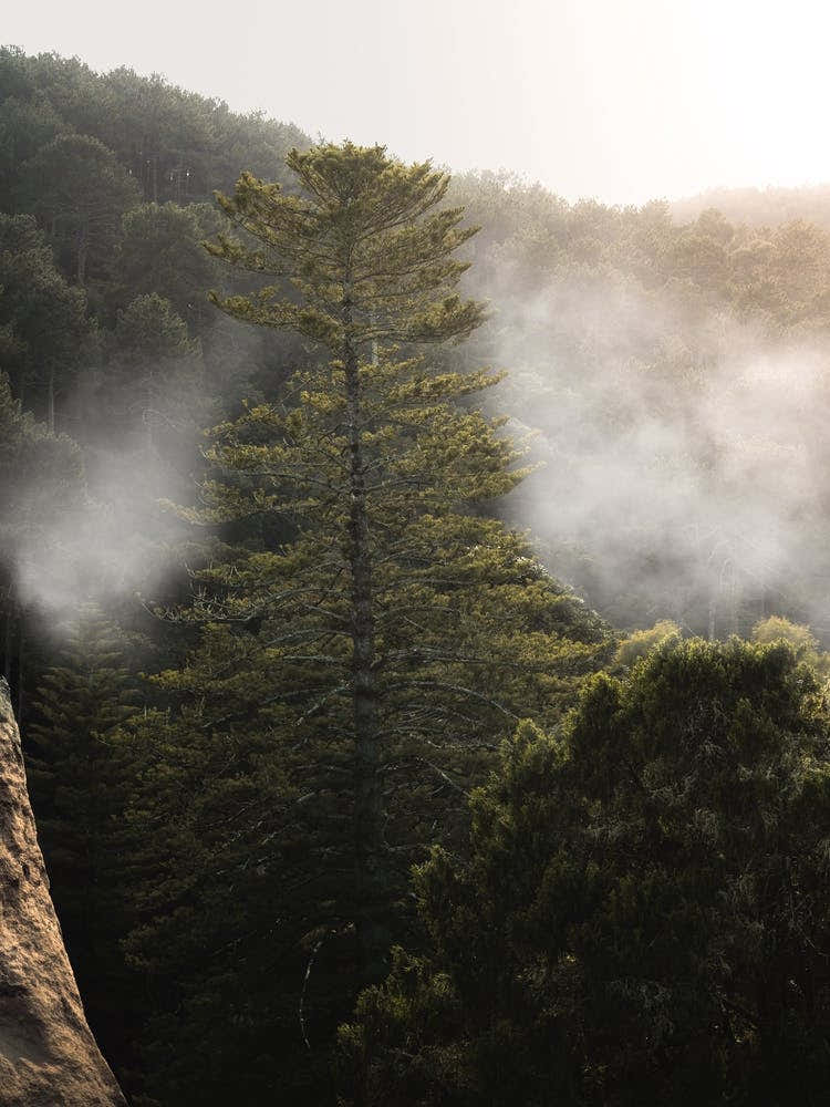 Mystical Sintra Foggy Forest Escape