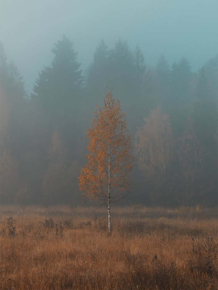 Lonely Birch