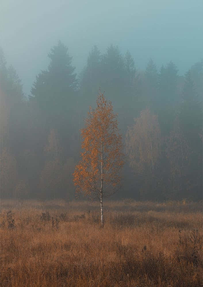 Lonely Birch