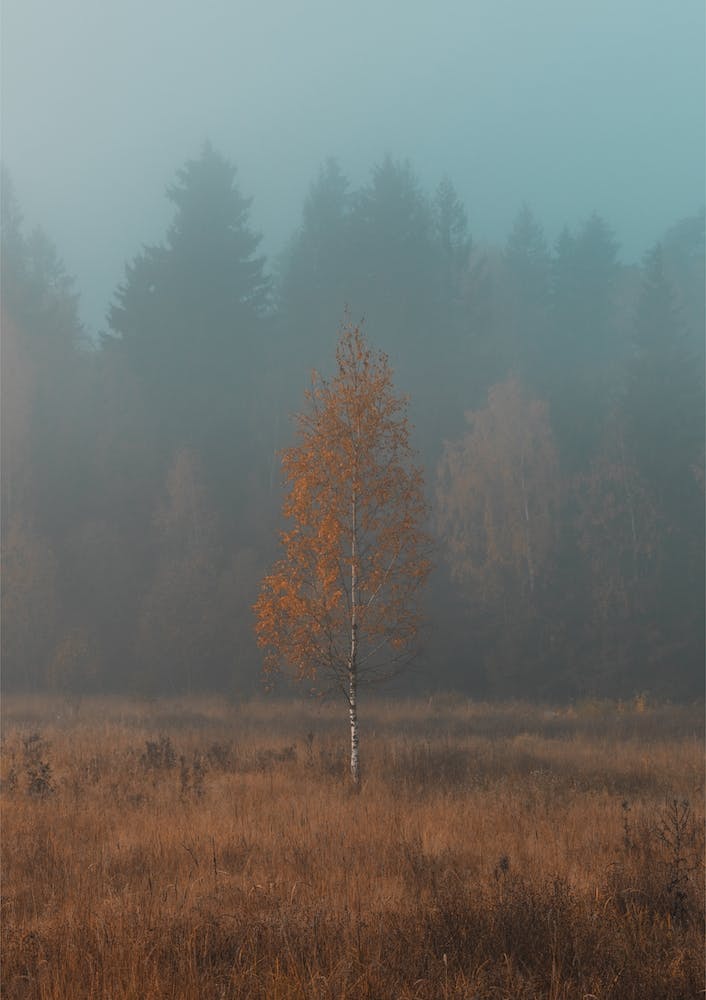 Lonely Birch