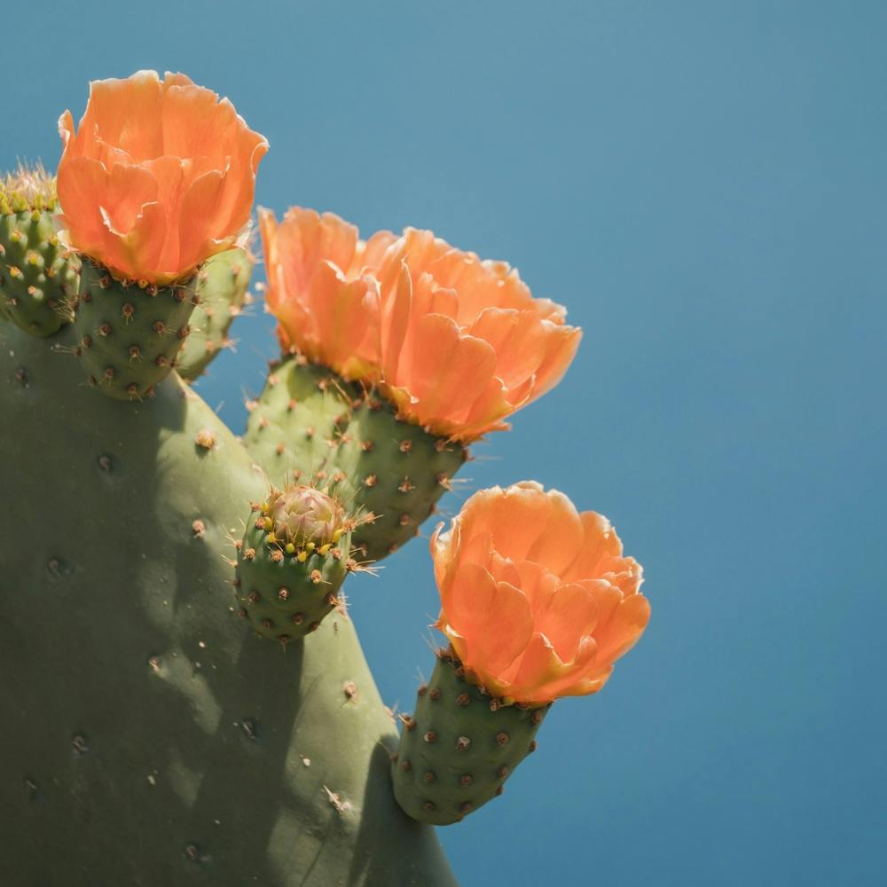 Cactus Flower 1