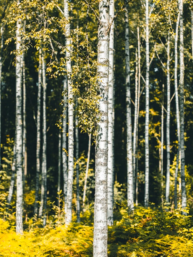 Birch Trees In Autumn