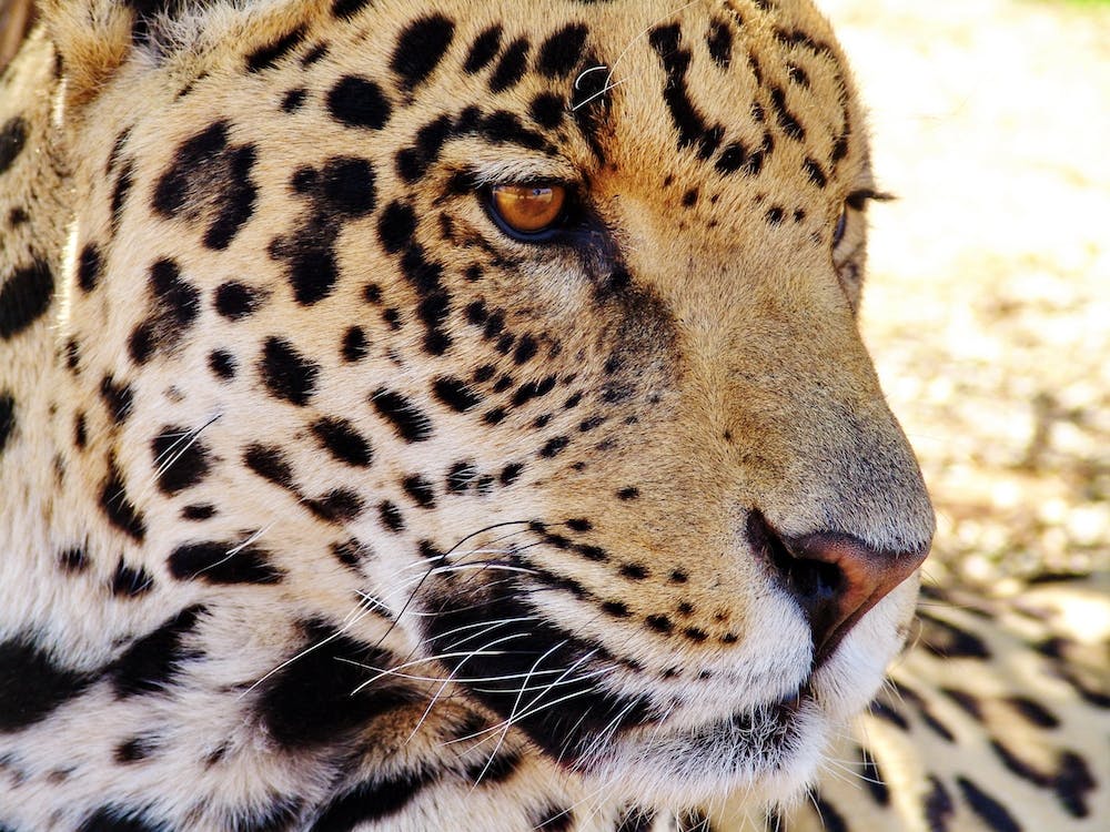 Jaguar Close Up