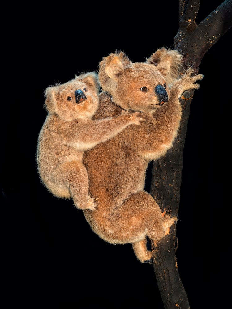 Koala With Baby