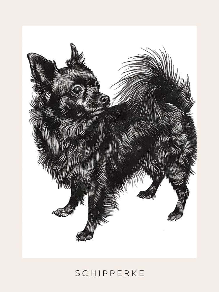 Schipperke Dog Line Sketch 1 Poster