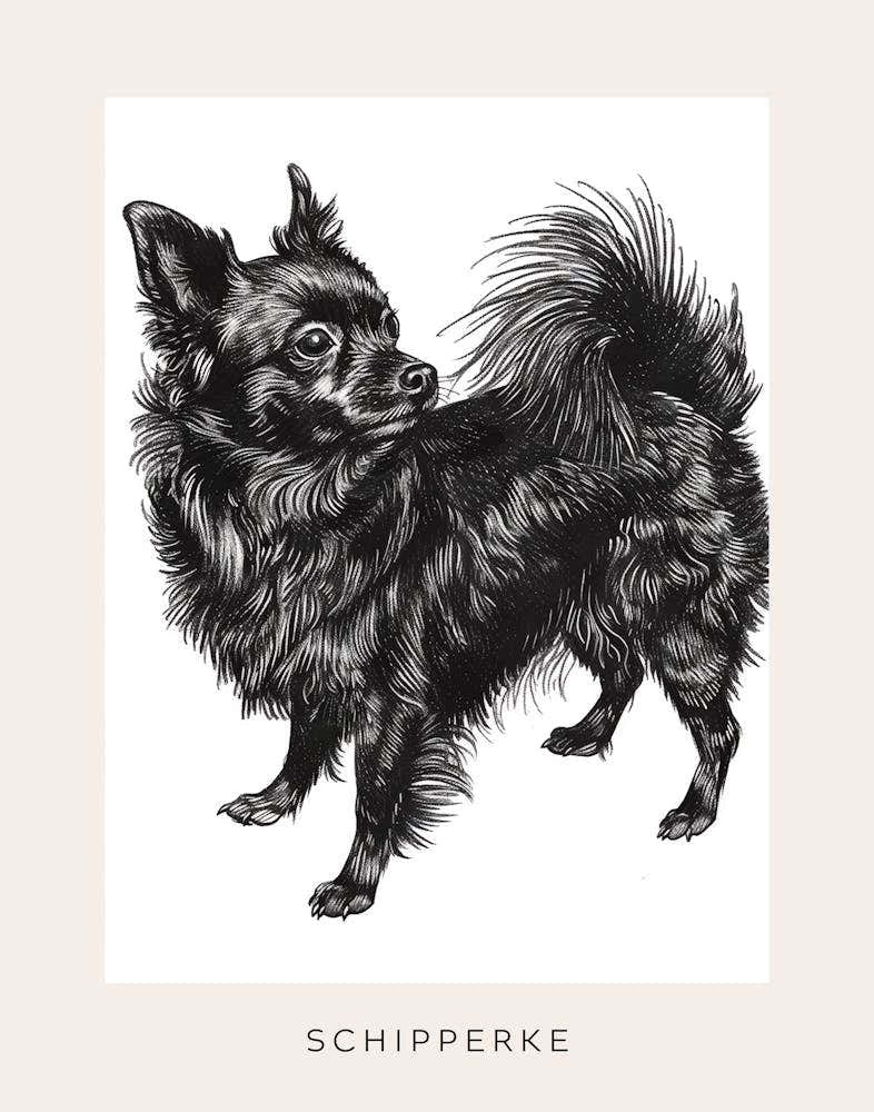 Schipperke Dog Line Sketch 1 Poster