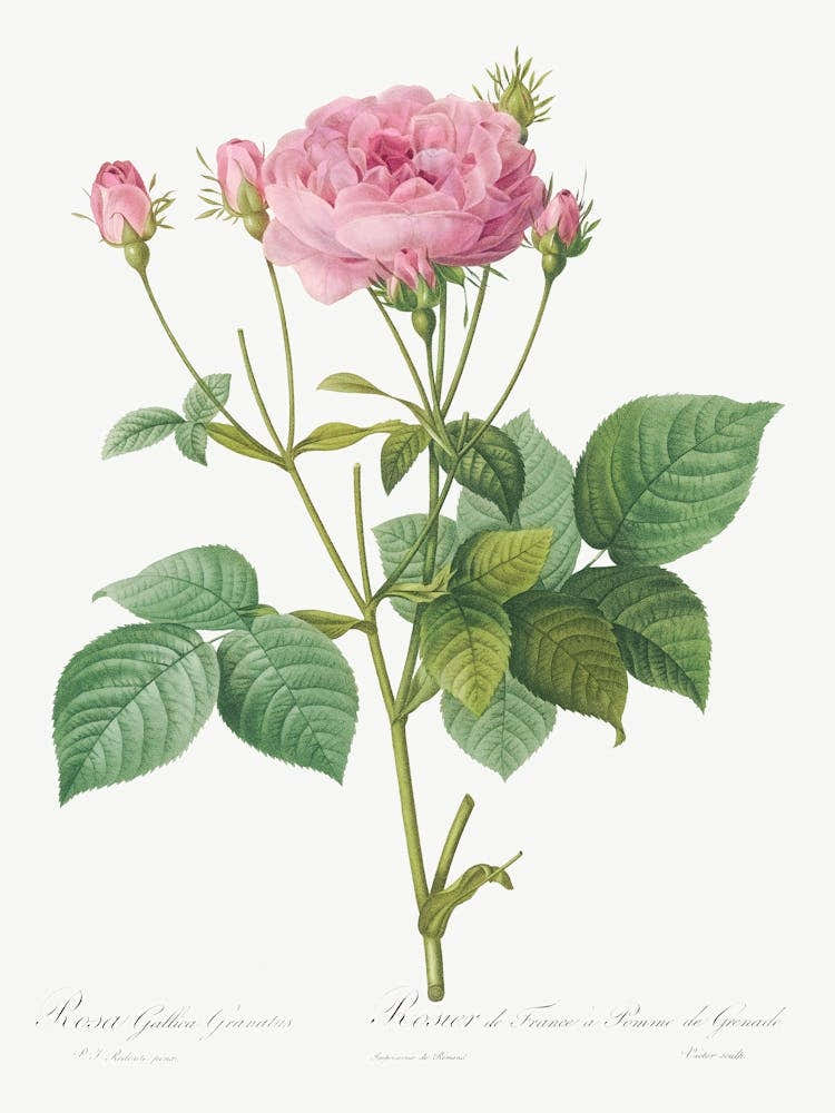 Rosa Gallica Granules, Pierre Joseph Redoute