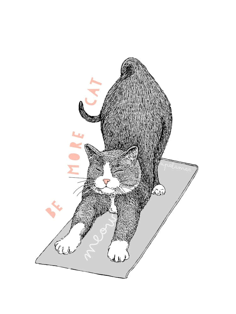 Cat Yoga