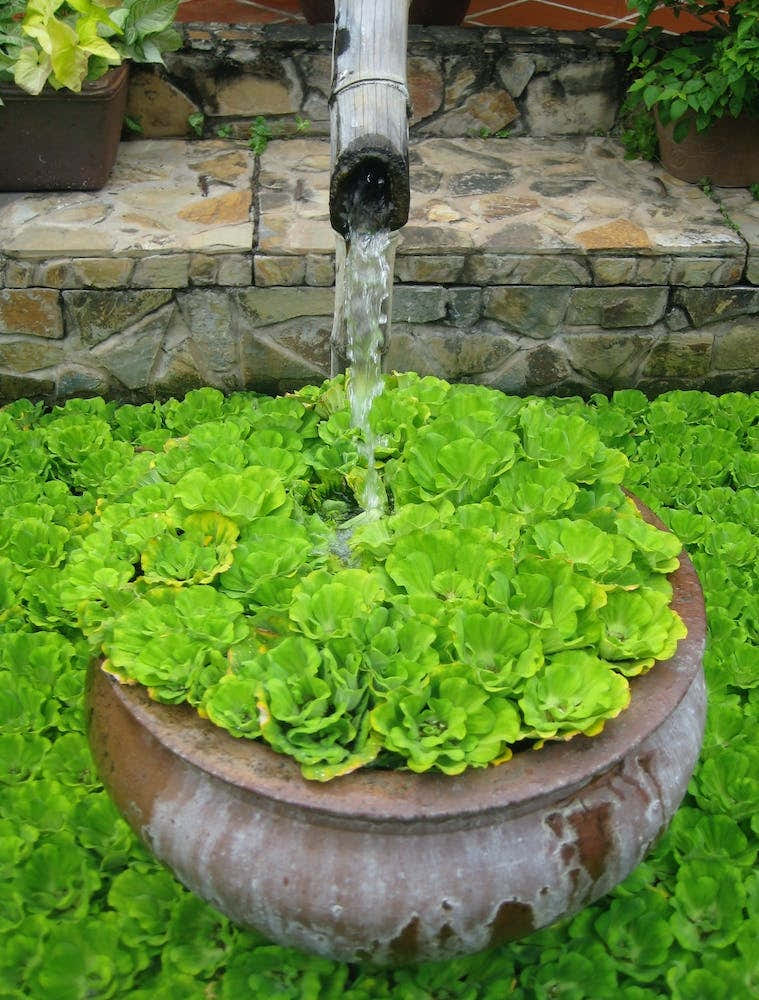 Water Fountain In The Garden