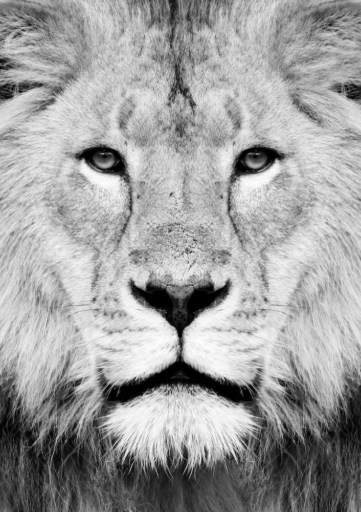 Lion III
