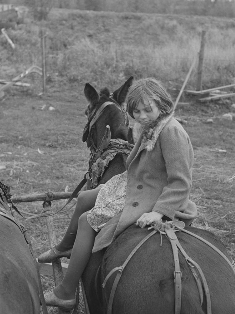 Untitled Photo, Possibly Related To Girl Astride Mule, Farm Near Northome, Minnesota By Russell Lee