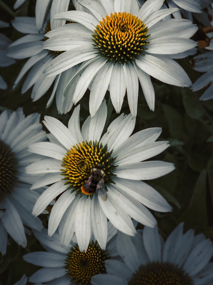 Bee On Daisy