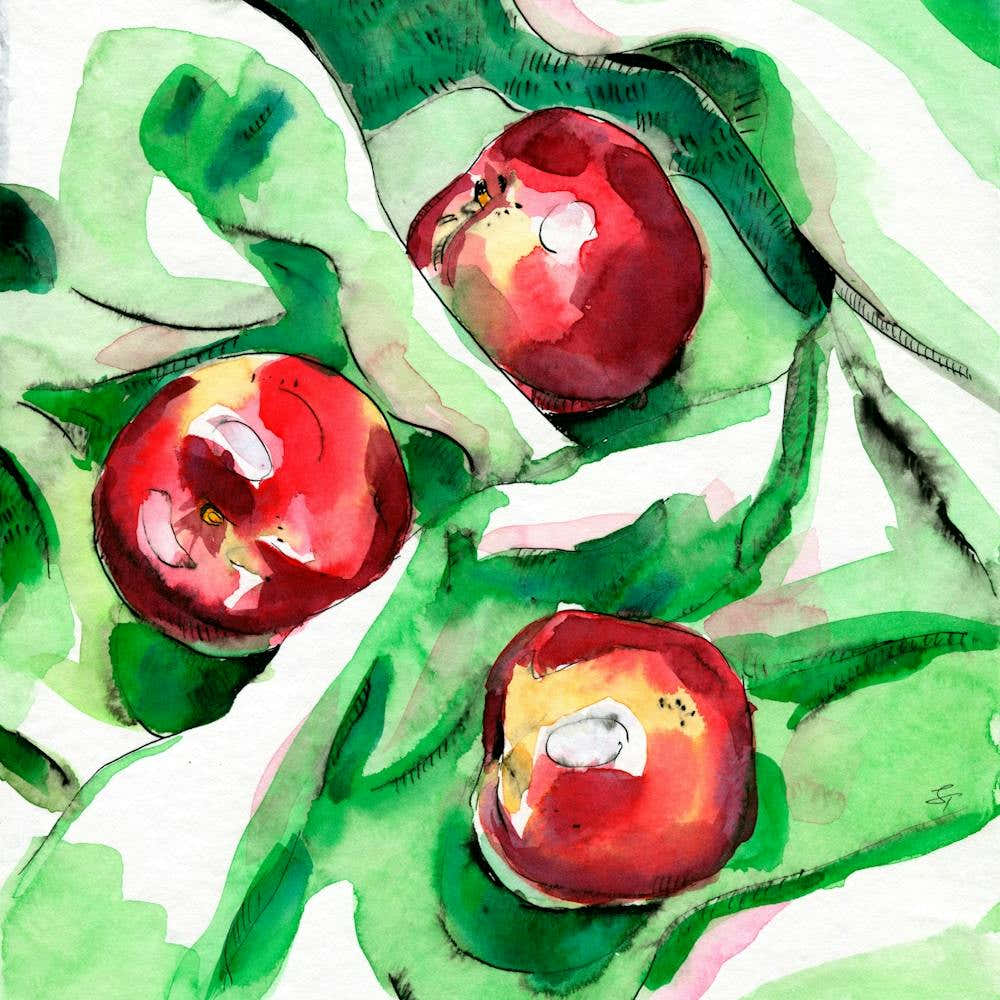 Peaches On Green Cloth Watercolor And Ink Painting