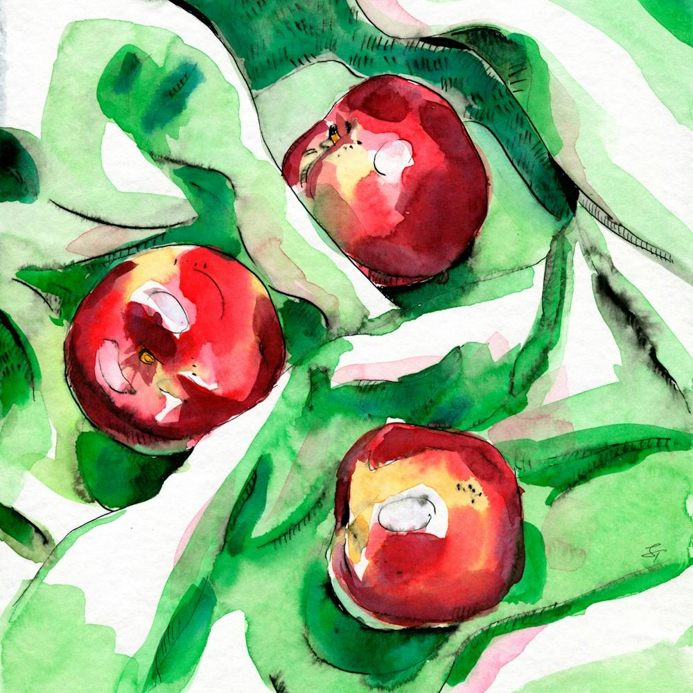 Peaches On Green Cloth Watercolor And Ink Painting