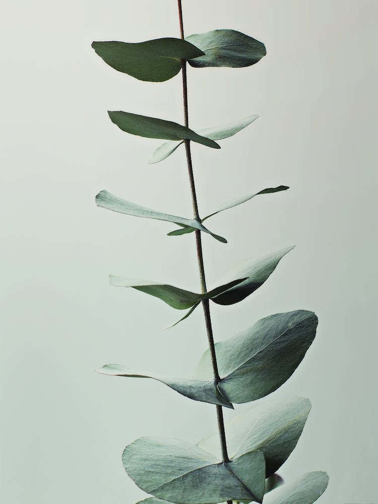 Eucalyptus Greenery in