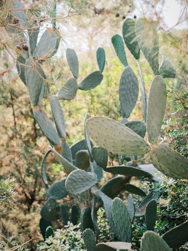 Cactus on the Road // Ibiza Nature & Travel Photography
