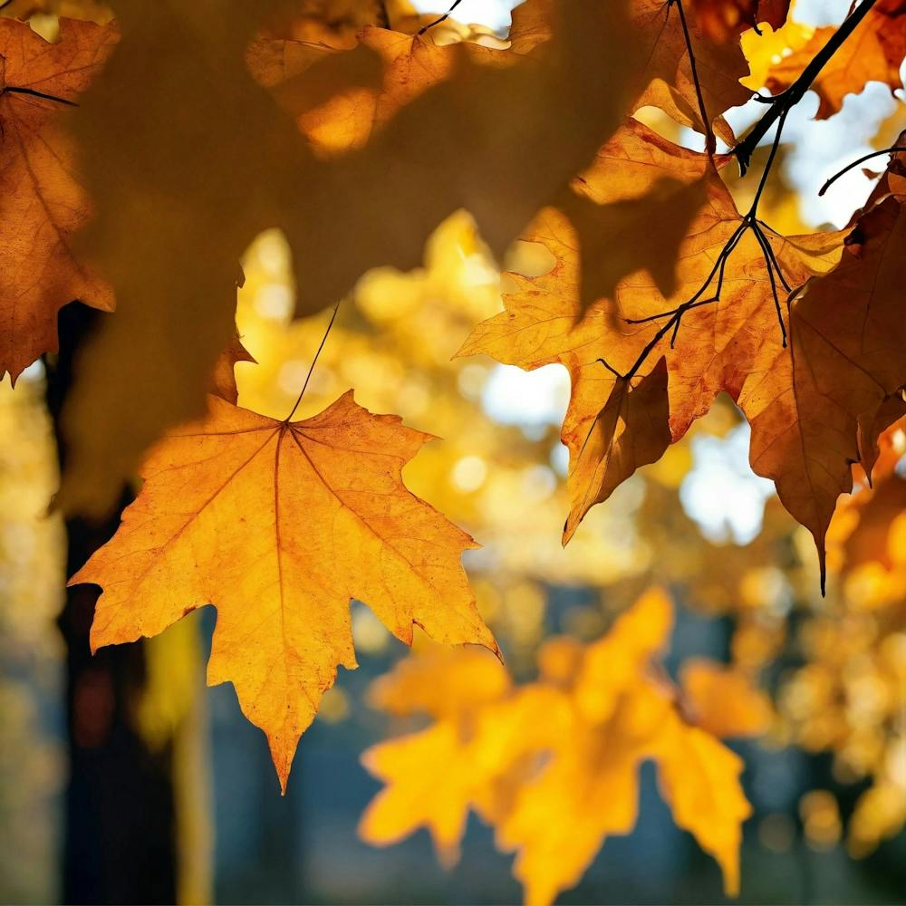 Showcase The Warm ; another autumn view