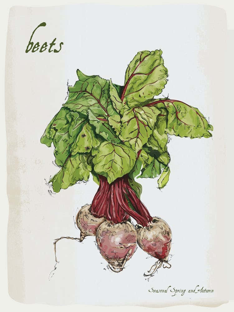 Beetroot Vintage illustration Print