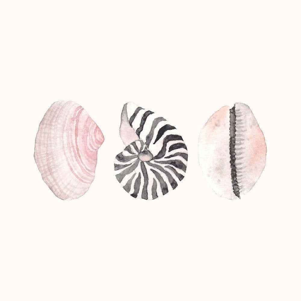 Seashells2