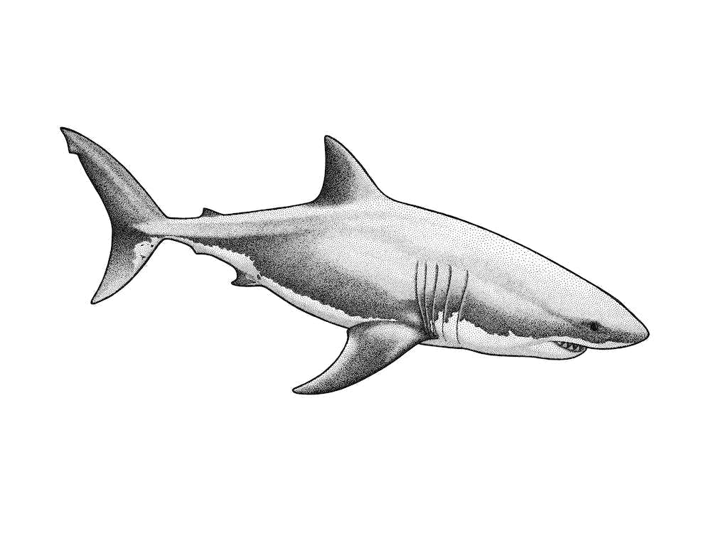 Great White Shark