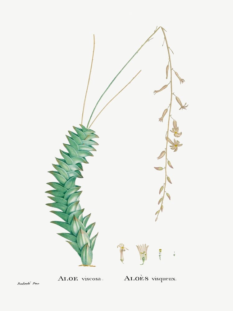 Aloe Viscosa, Pierre Joseph Redoute