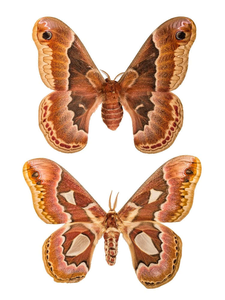 Two Butterflies And Moths 2