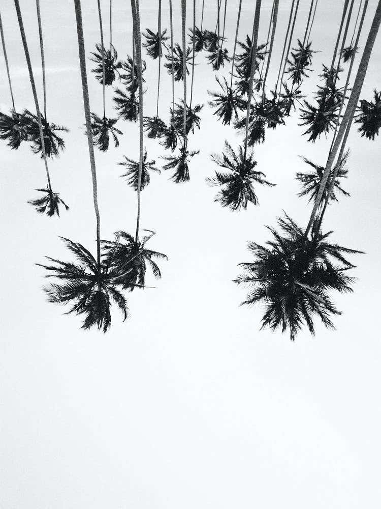 Palm Trees Up Side Down Black White