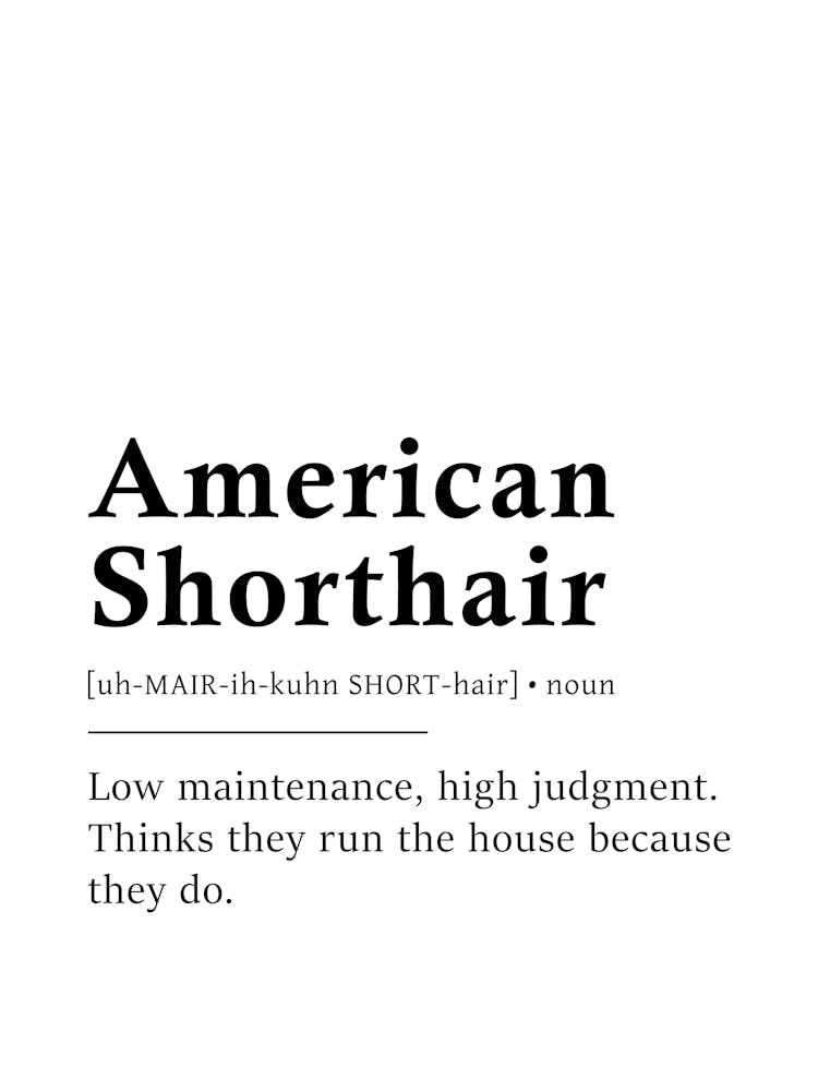 American Shorthair Definition Poster - Dictionary
