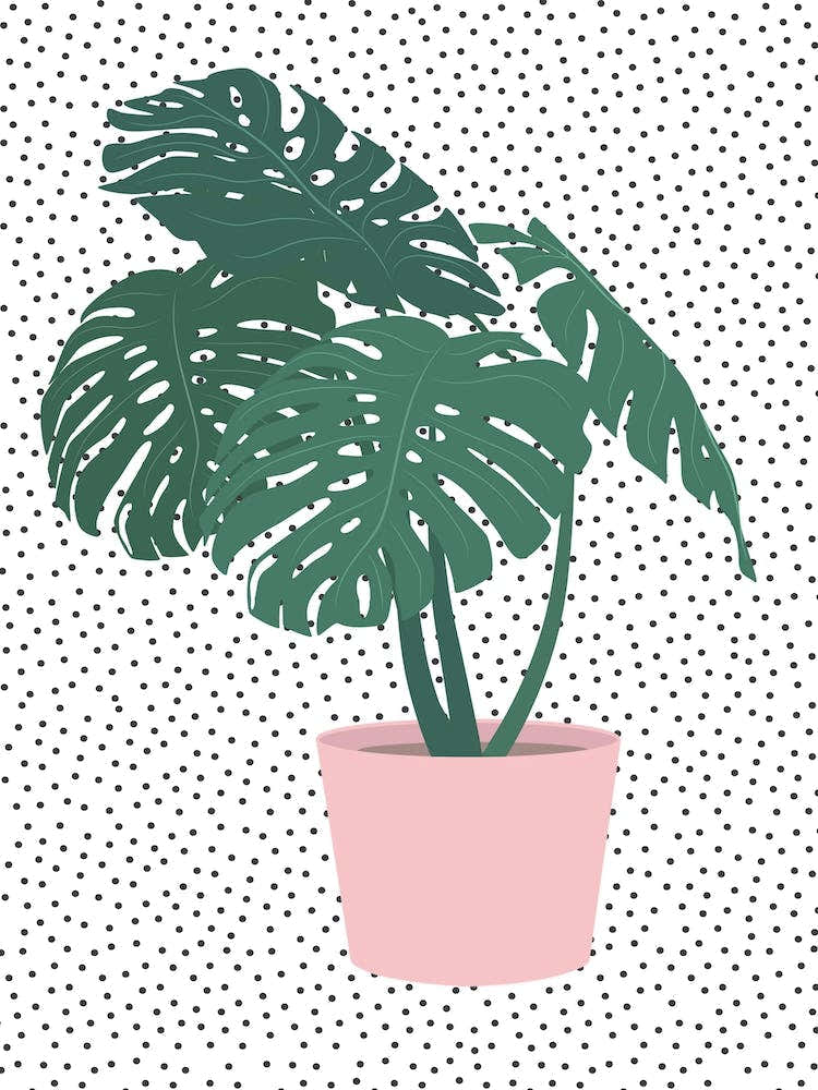Polka Dot Monstera Deliciosa