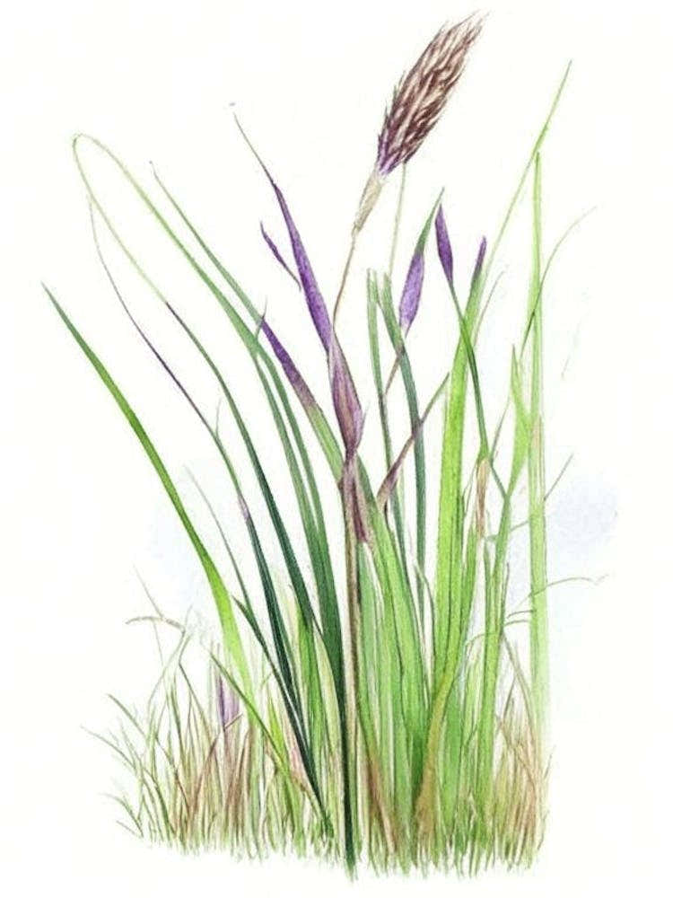 Scouring Rush Wildflower Watercolour 1