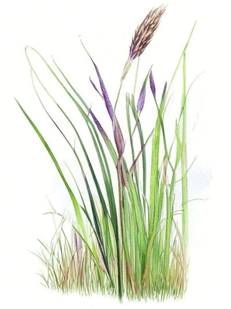 Scouring Rush Wildflower Watercolour 1