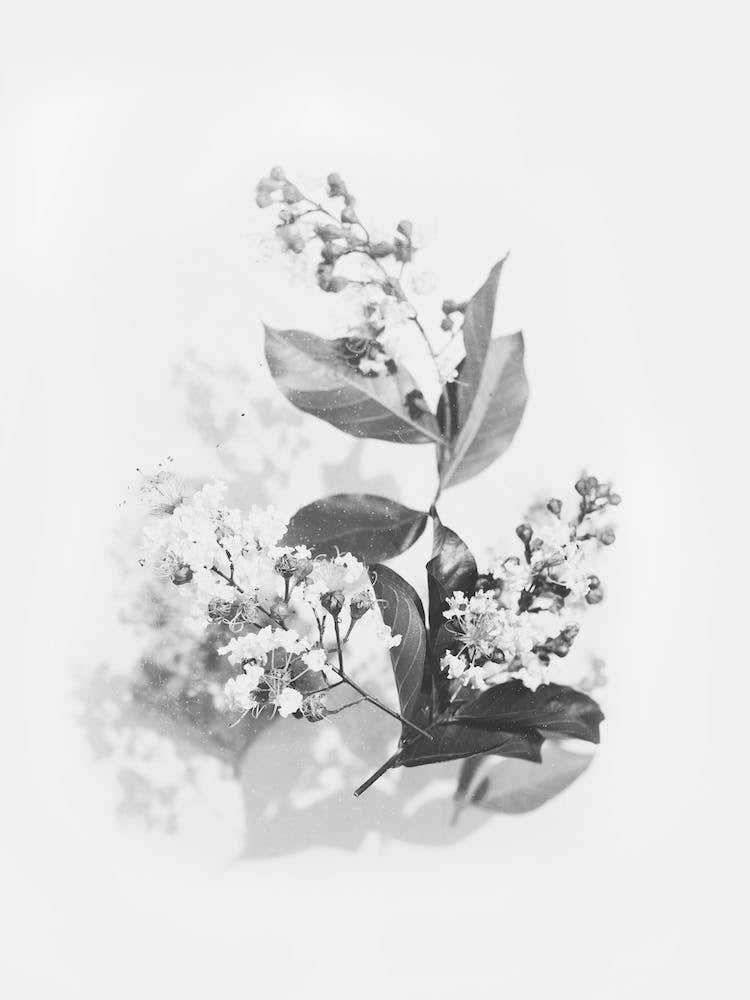 Flowers Bouquet Black And White