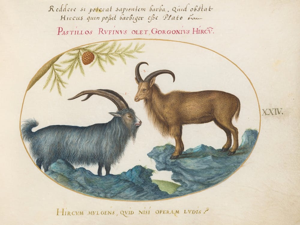 Animalia Qvadrvpedia Et Reptilia (1575 1580), Joris Hoefnagel (2)
