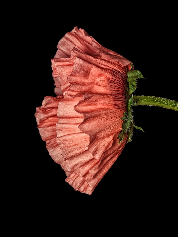 Poppy Pink 04