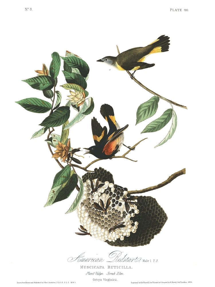 American Redstart
