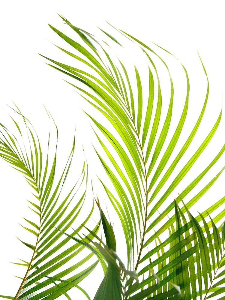 Palm Fronds In