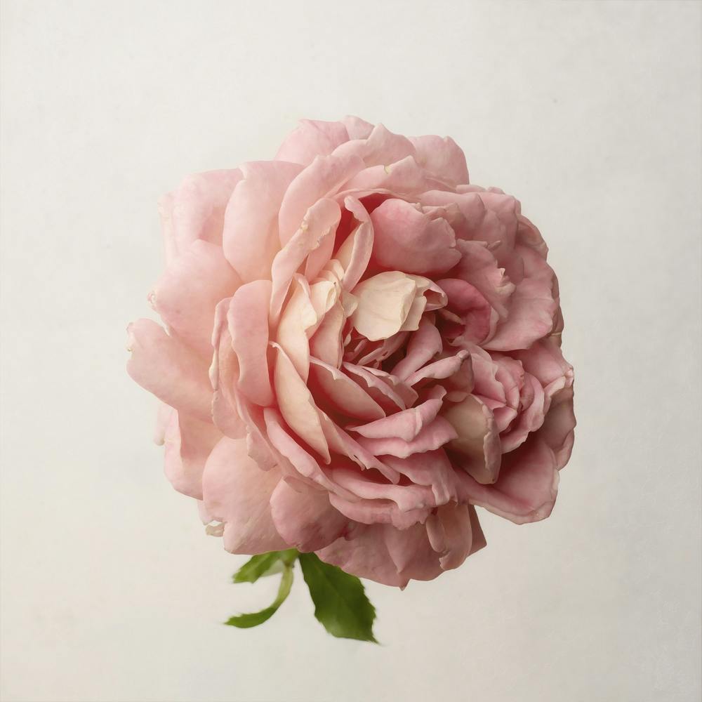 Pink Rose 1