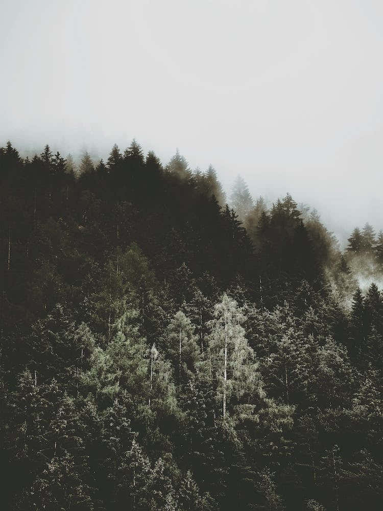 Moody Forest Trees