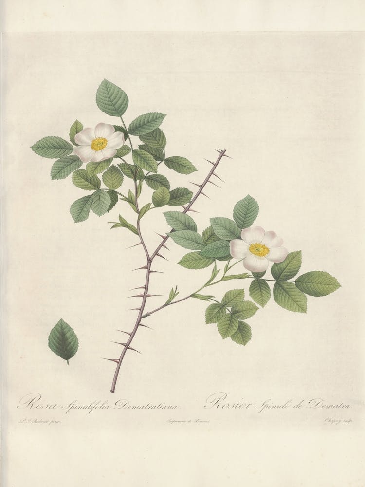 Rose Illustration, Pierre Joseph Redoute (63)