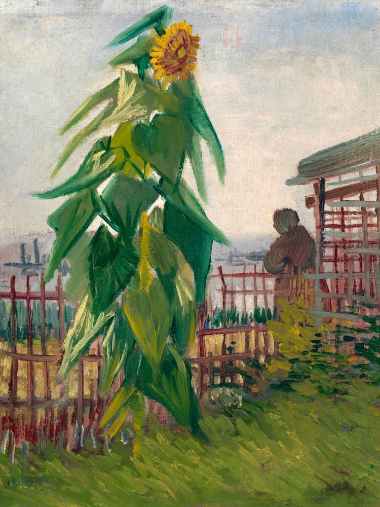 Allotment With Sunflower, Van Gogh