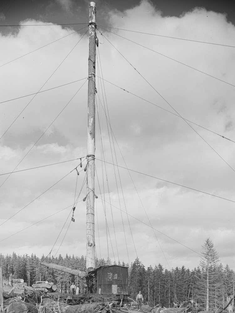 Untitled Photo, Possibly Related To Long Bell Lumber Company, Cowlitz County, Washington, Spar Tree Used In Lumberin