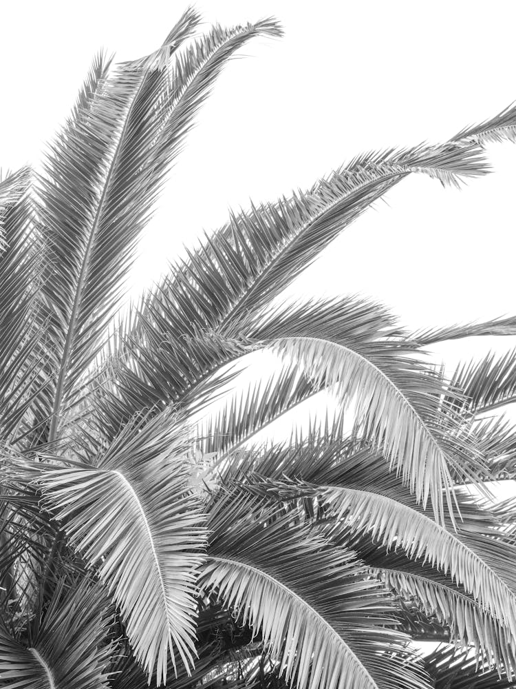 Black and white palmtree in Spain - botanical summer nature and travel photography by Christa Stroo Photography