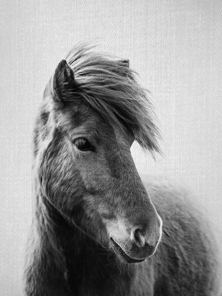 Horses - Black & White 6