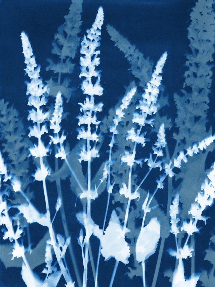 Blue And White Salvia Flowers Botanical Cyanotype