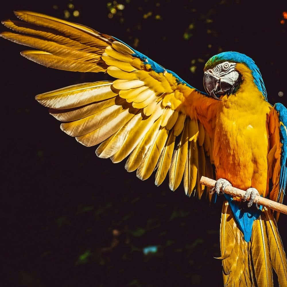 Parrot - Parrot Stock Videos & Royalty-Free Footage