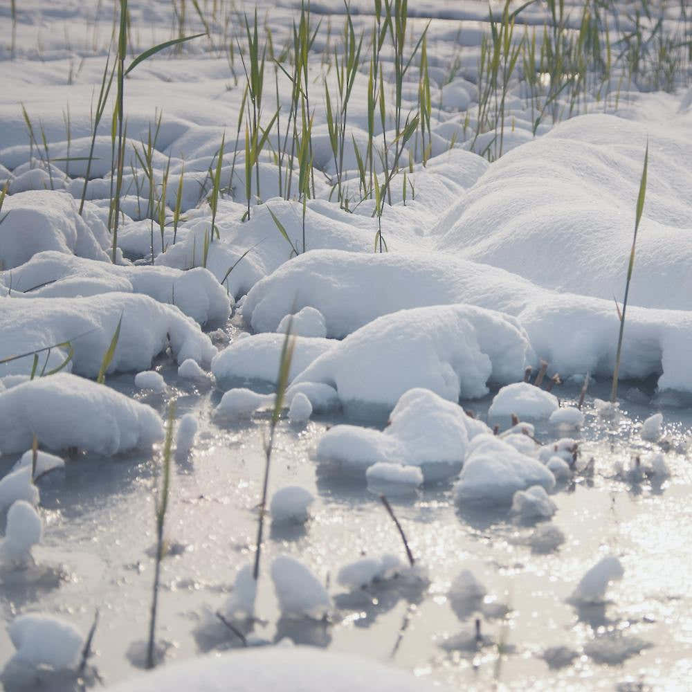 Grass Peeking out of White Snow