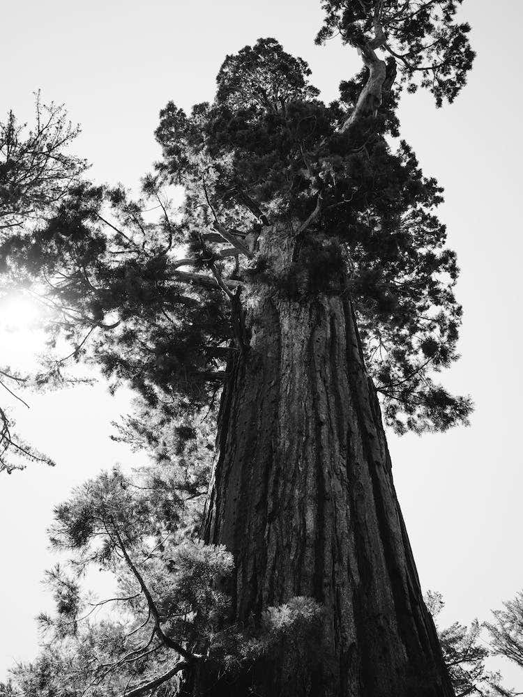 Sequoia National Park IX