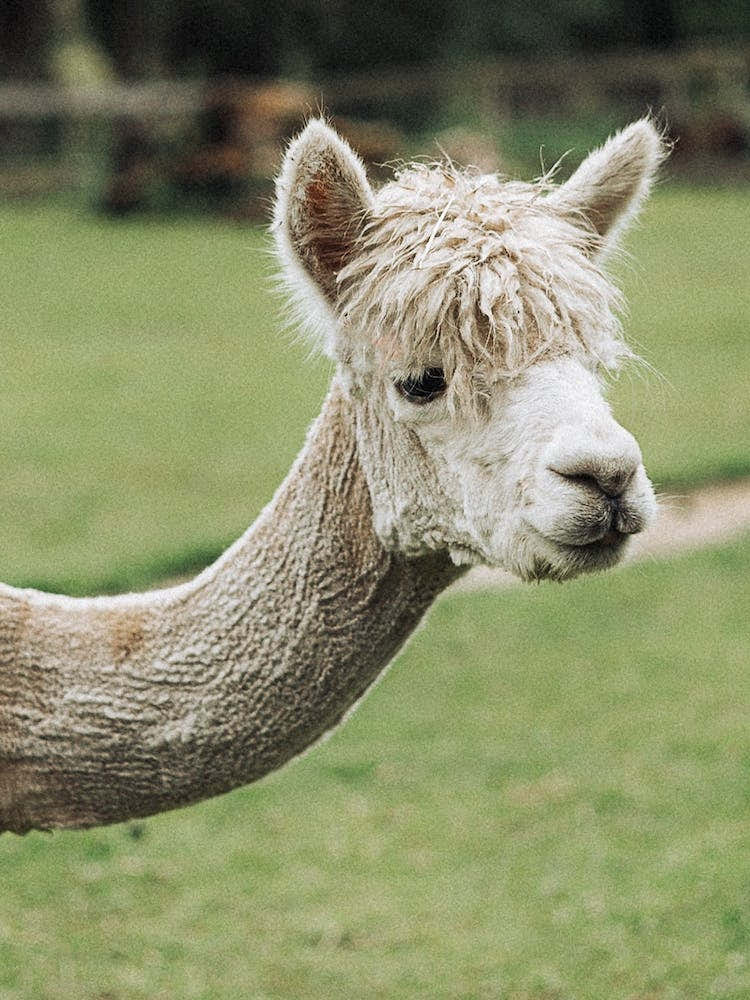 Alpaca