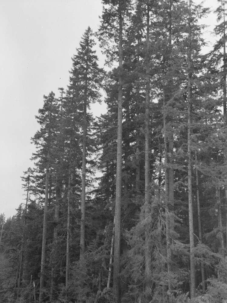 Trunks Of Trees On Holdings Of The Long Bell Lumber Company, Cowlitz County, Washington By Russell Lee